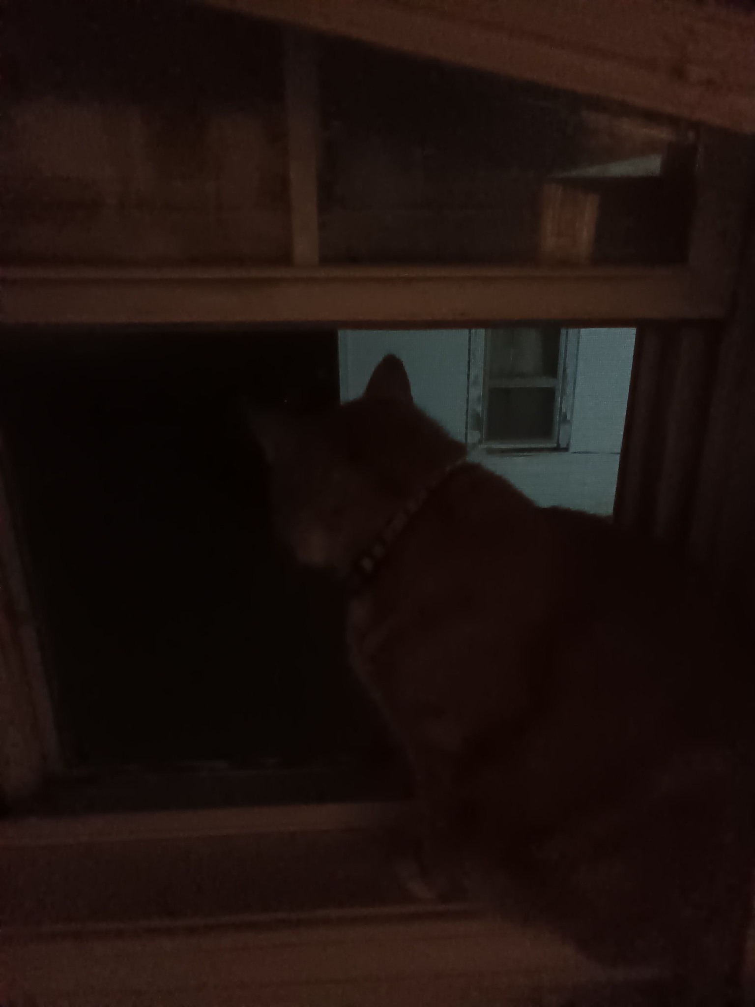 Cat watches outside the kitchen window at night