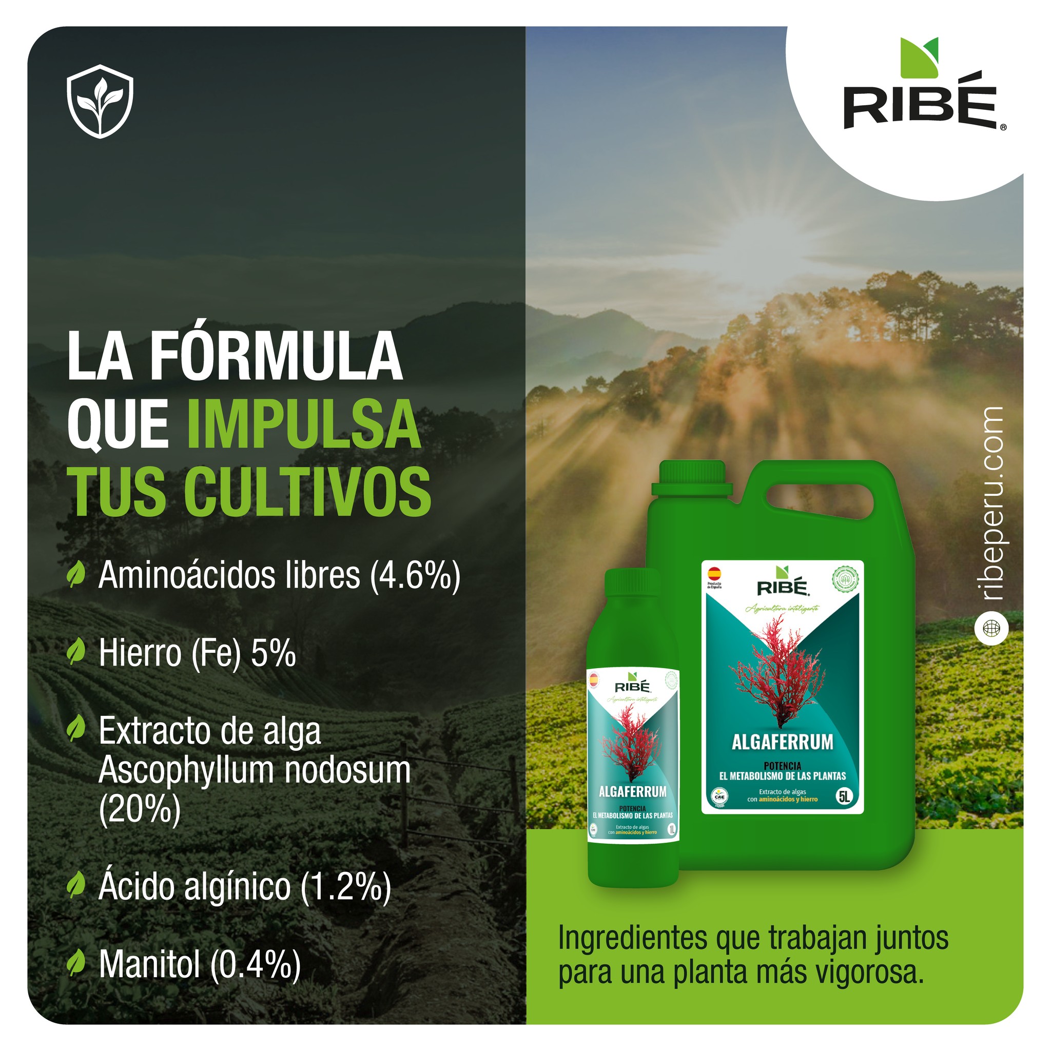 RIBÉ Perú | Santiago de Surco