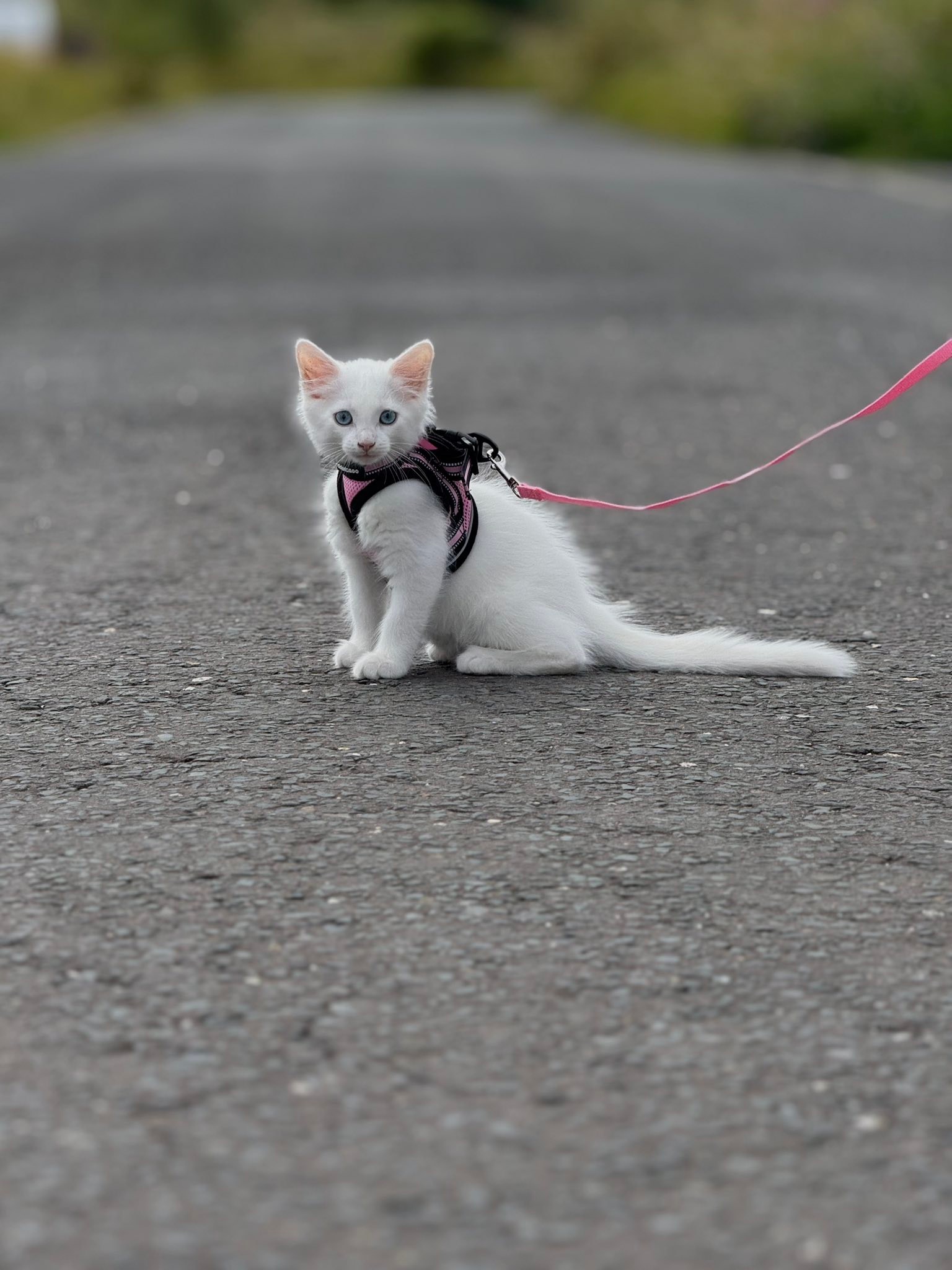 Can Ragdoll Cats Be Walked on a Leash: Tips & Tricks