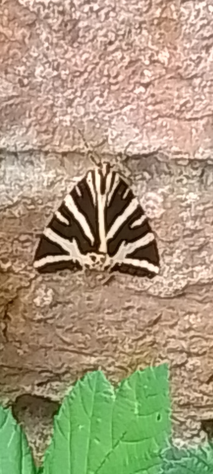 What kind of moth has a skull-like pattern on its head?