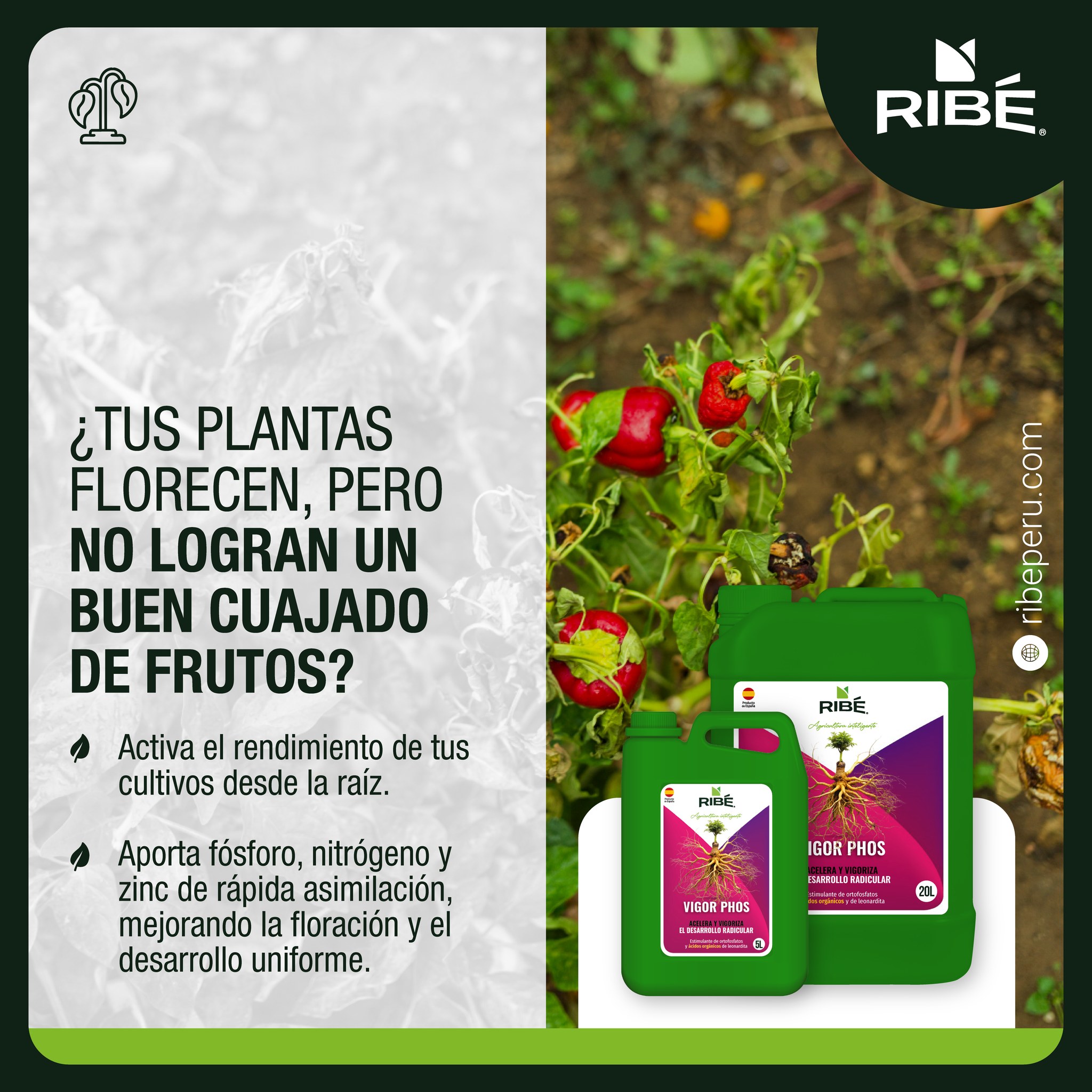 RIBÉ Perú | Santiago de Surco