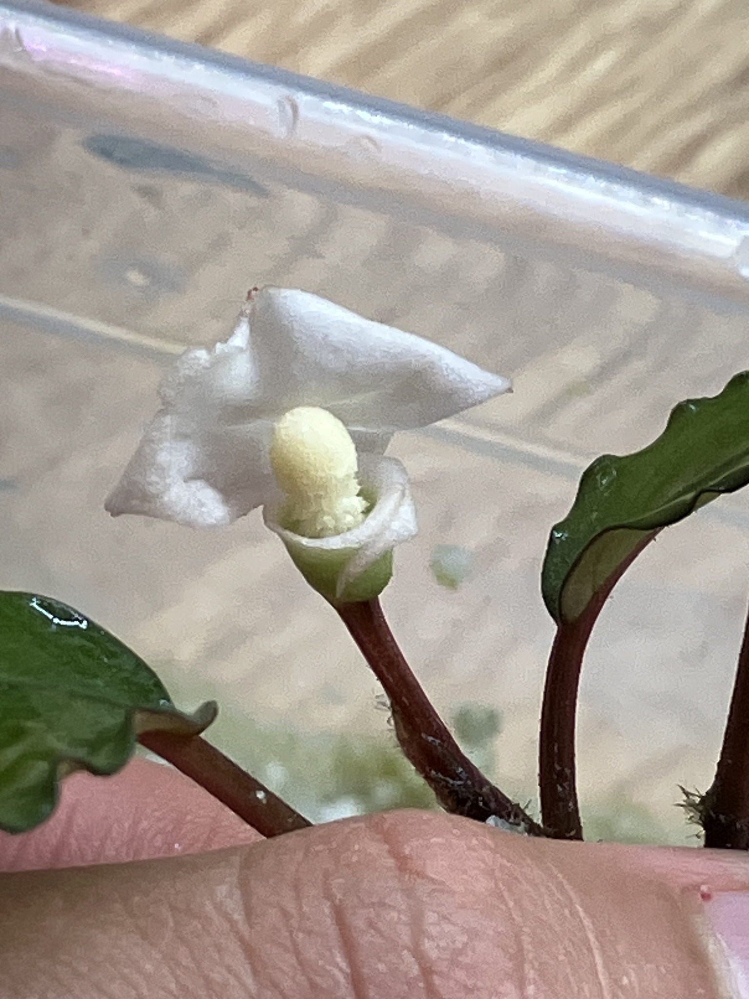Bucephalandra sp Mukok/black pink. Maybe bloom from stress. My