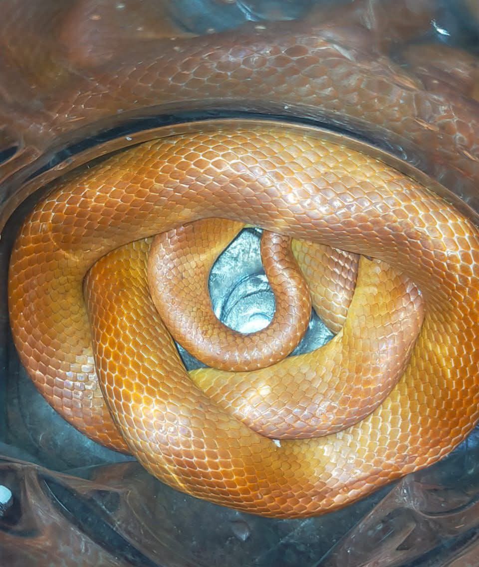 The Climate - A van ran over a snake while it was crossing the road in ...