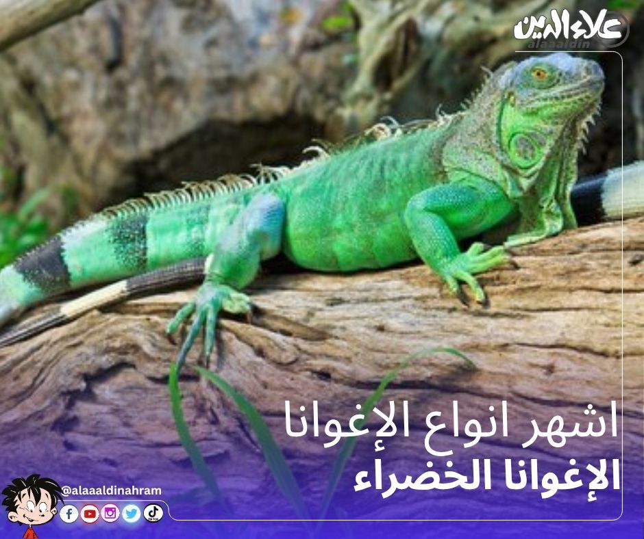 مجلة - #الإغوانا_الخضراء هي أشهر أنواع الإغوانا على الإطلاق، وتتميز ...