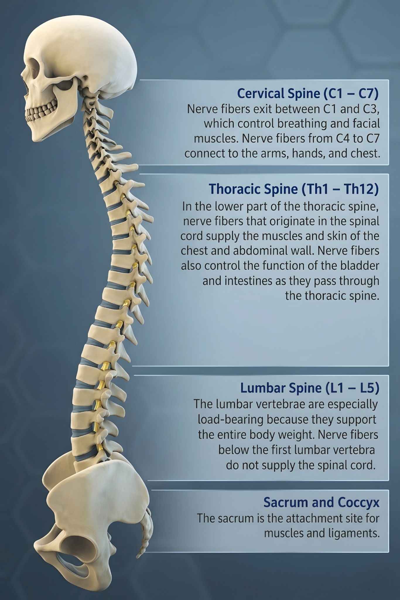 Let's learn the spinal column together! Think of it like a strong