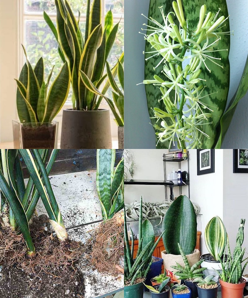 Sansevieria Superba - Plante D'intérieur Facile 30cm - Purifie L'air - Pot 9cm - Idéale Débutants