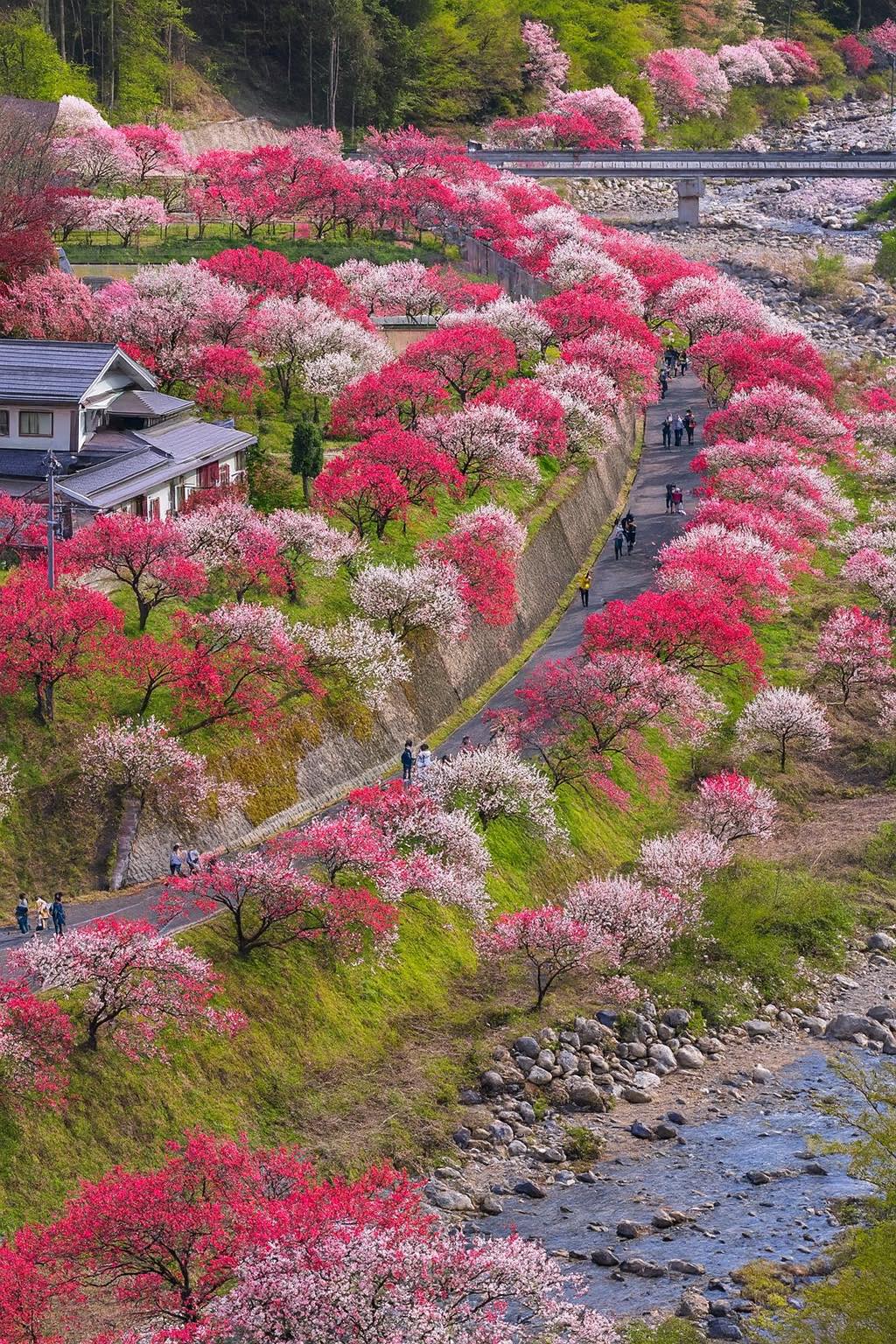 📍Hanamomo no Sato (Peach Blossom Village) Nagano Prefecture.