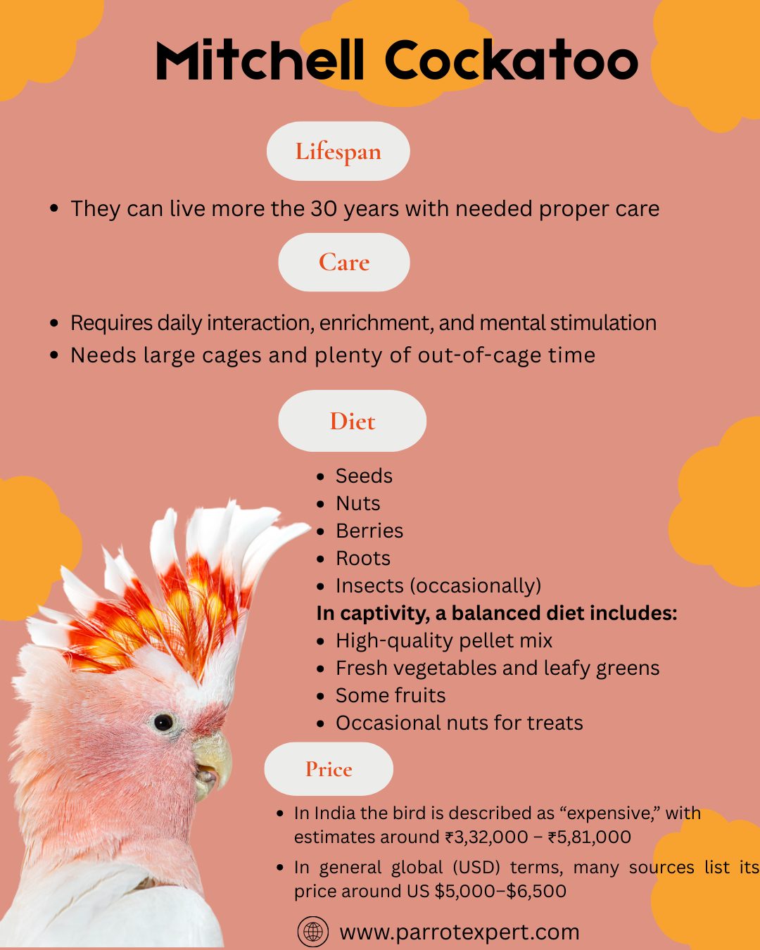 Parrot Expert