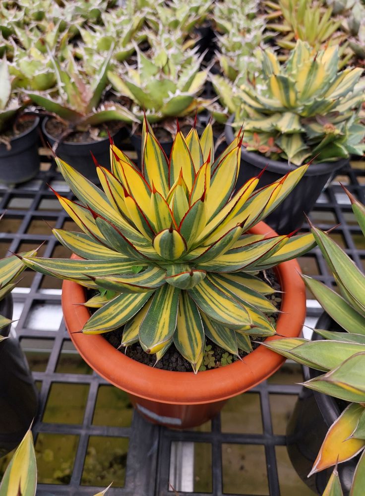 観葉植物 Agave 'Burnt Burgundy' f.variegata 299