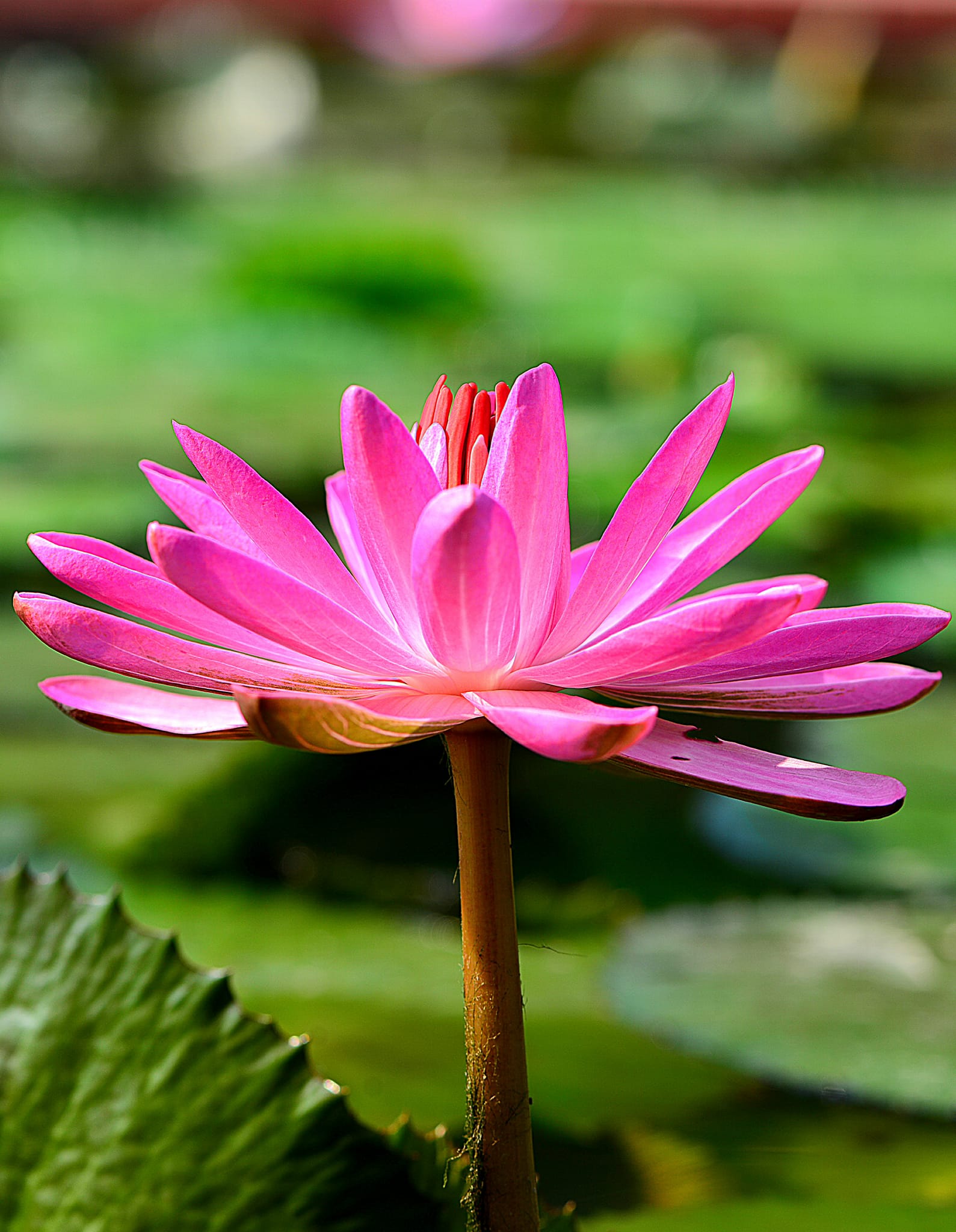 睡蓮 (Water Lily) Nymphaea L.