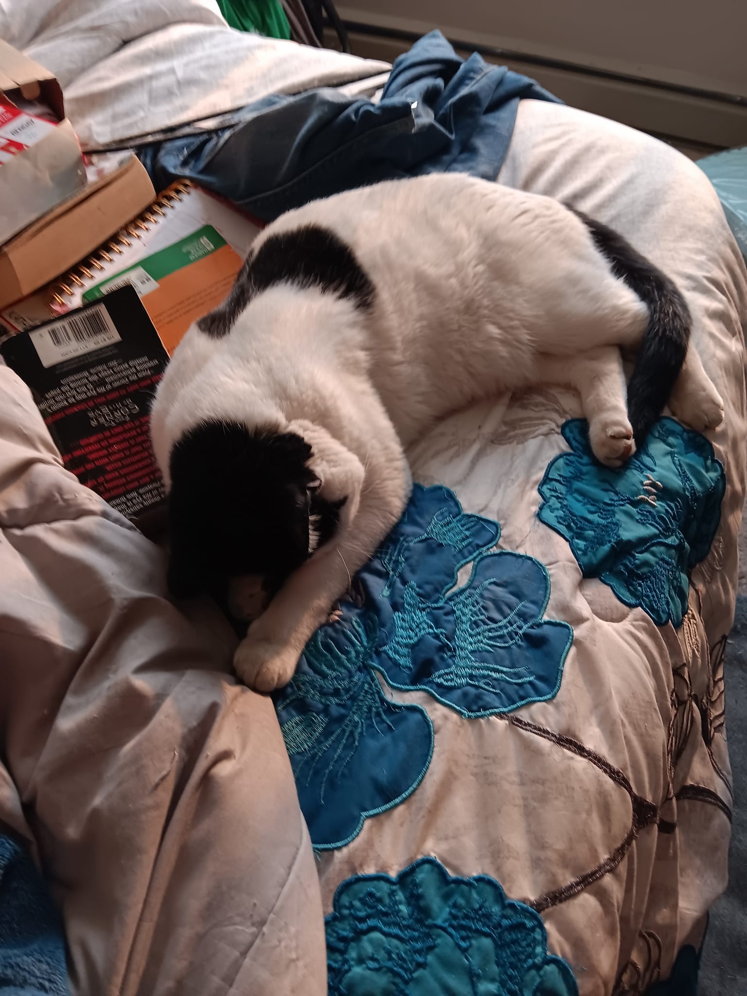 My cat sleeping after a late-night fly-hunting adventure