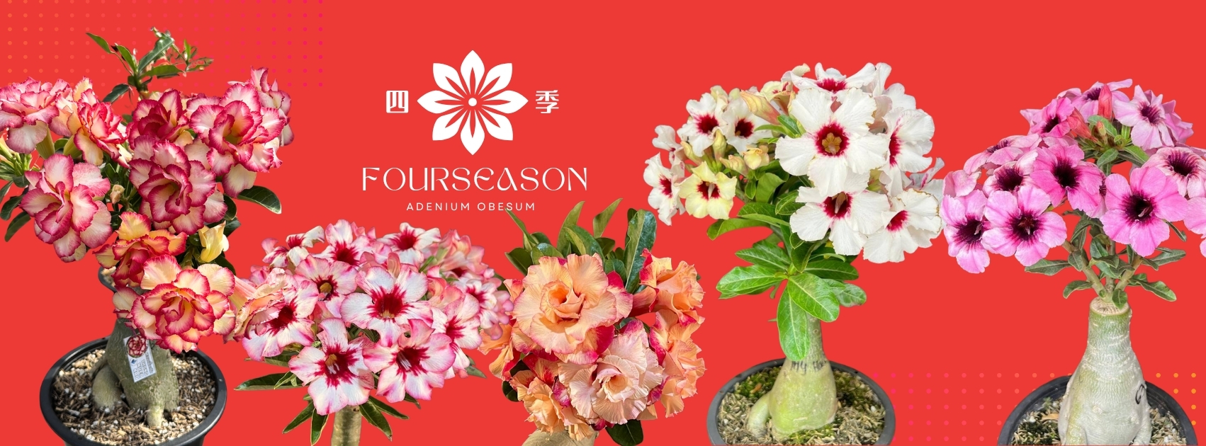 四季富贵花 Four Season adenium Obesum | Bukit Mertajam