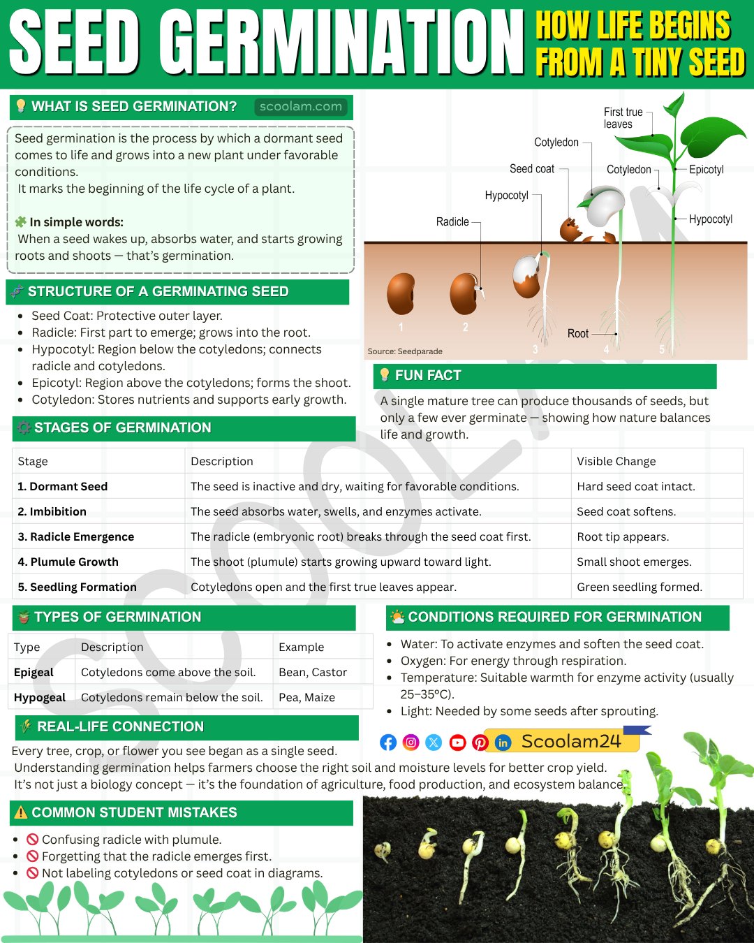 Scoolam - Every tree, flower, or crop you see started from a tiny seed ...