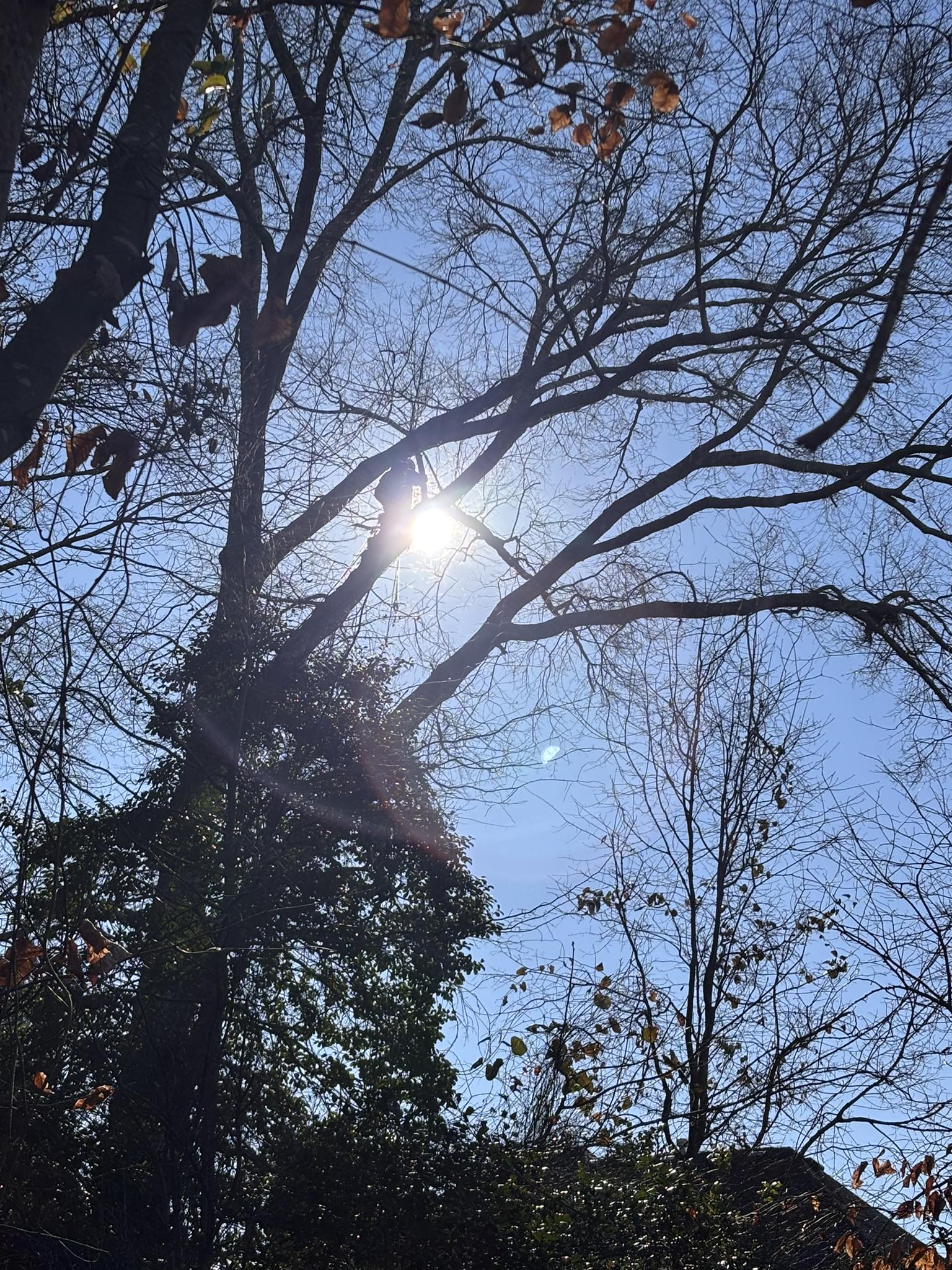 Custom Landscape and Trees LLC