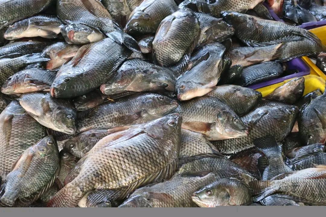 Premium Tilapia Fingerling Crumble Fish Food - 5 Lb Bag, Land Animal Free For Aquaponics 11 thumbnail image