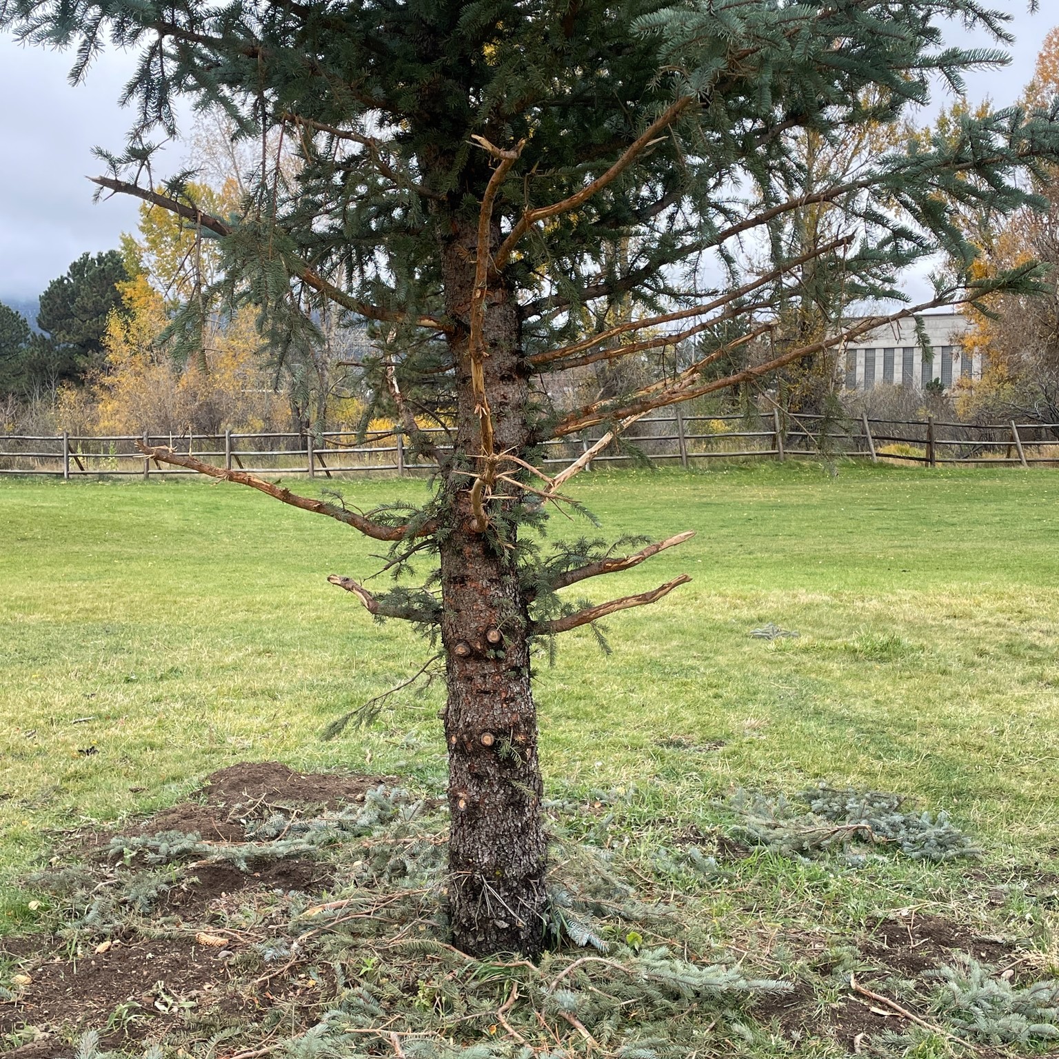 🦌 When a Bull Elk Picks a Fight... - Estes Park Resort Guide | Facebook