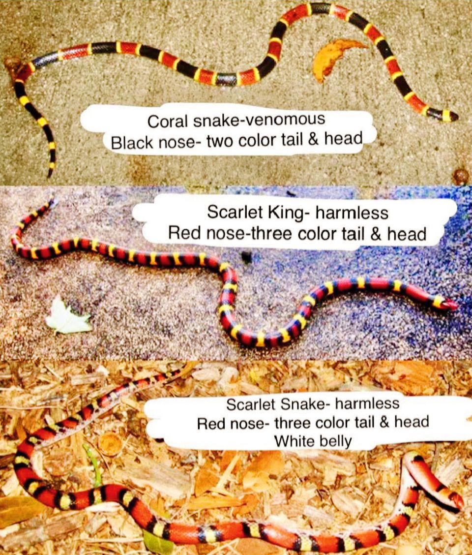 Toolstour - *FLORIDA EDITION: IDENTIFING CORAL SNAKES & THEIR MIMICS ...