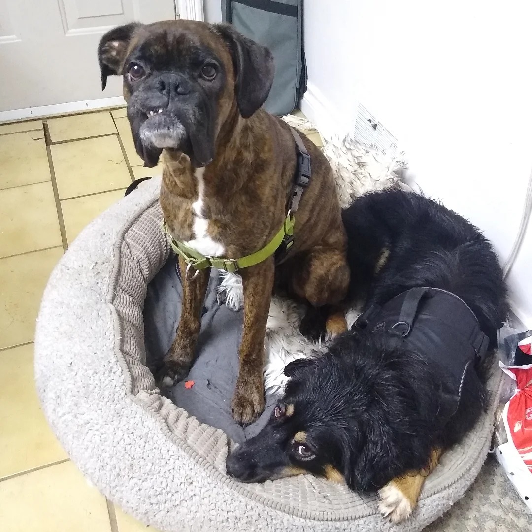 4D Dog Care Vancouver | Vancouver BC