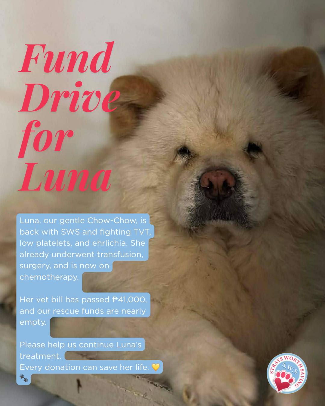 Strays - FUND DRIVE FOR LUNA Luna, our sweet and gentle Chow-Chow, is ...
