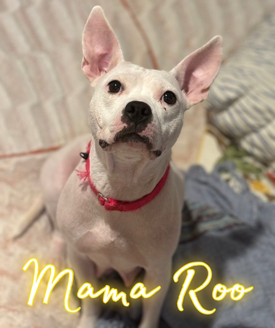 Tails - The Roo Crew is Ready! Momma Roo crushed motherhood, the pups ...