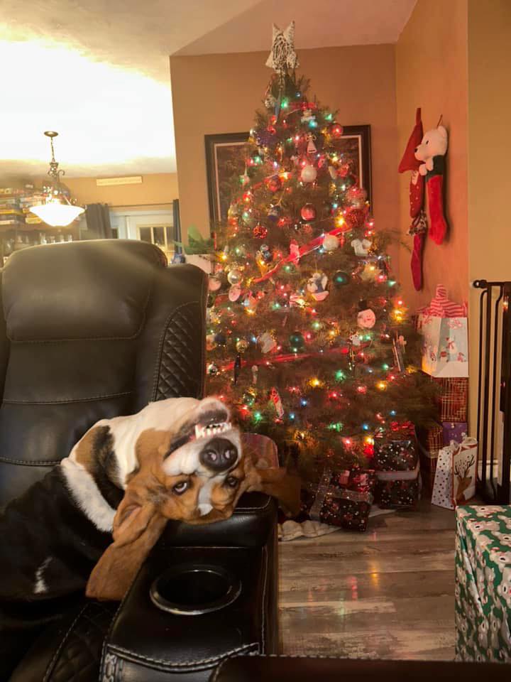 Basset - Dear Santa, I’ve been very good… at keeping this chair warm. 🎅 ...