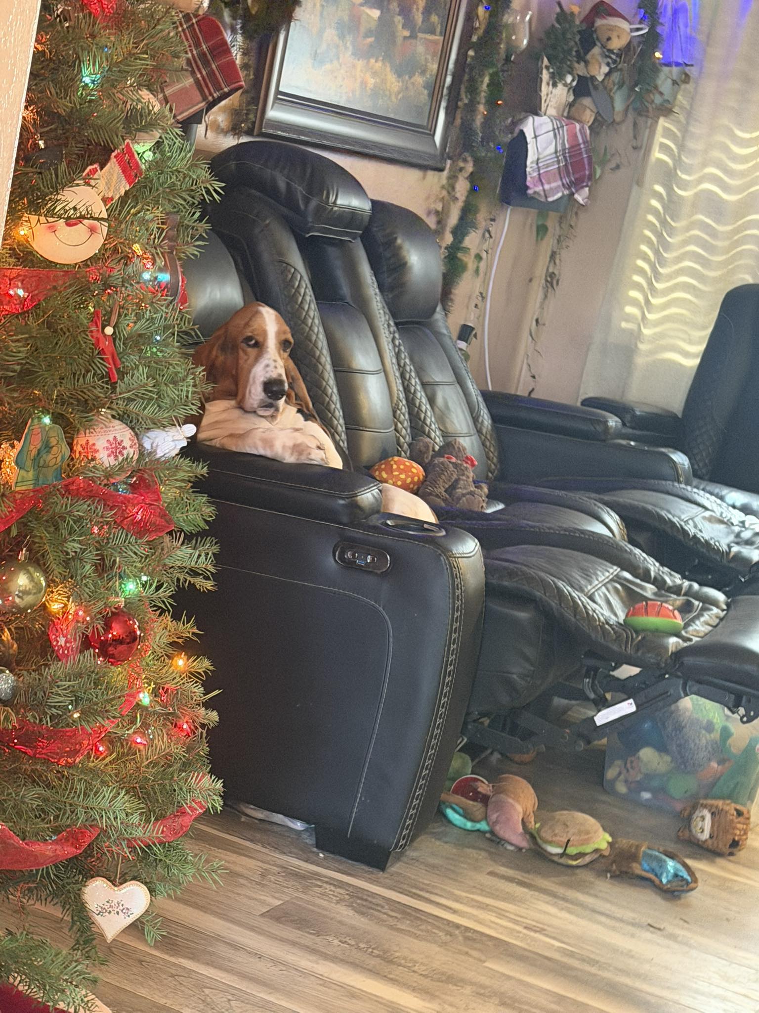 Basset - Just casually giving mom and dad dirty looks from behind the ...