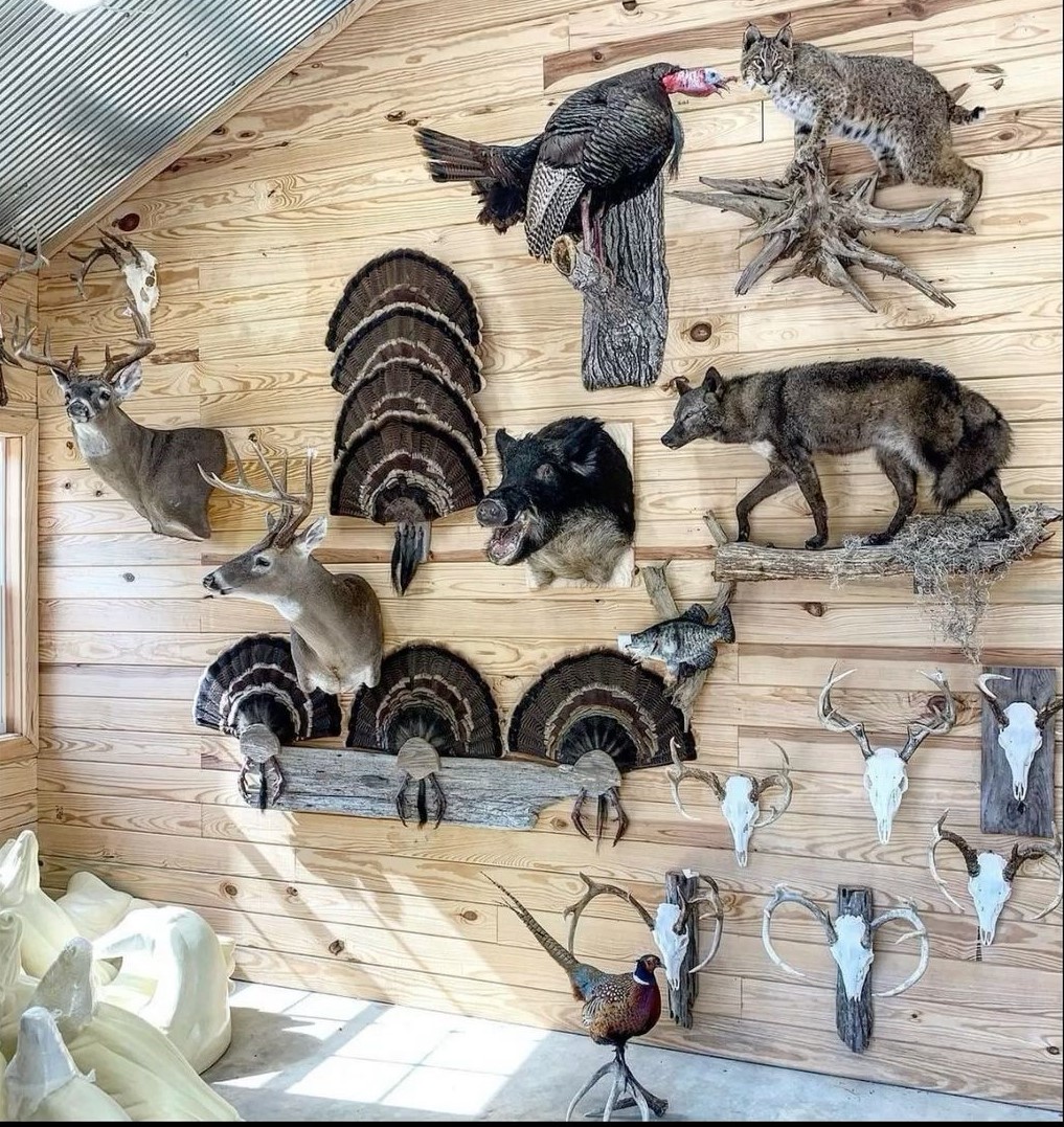Taxidermy WORLD | New City NY