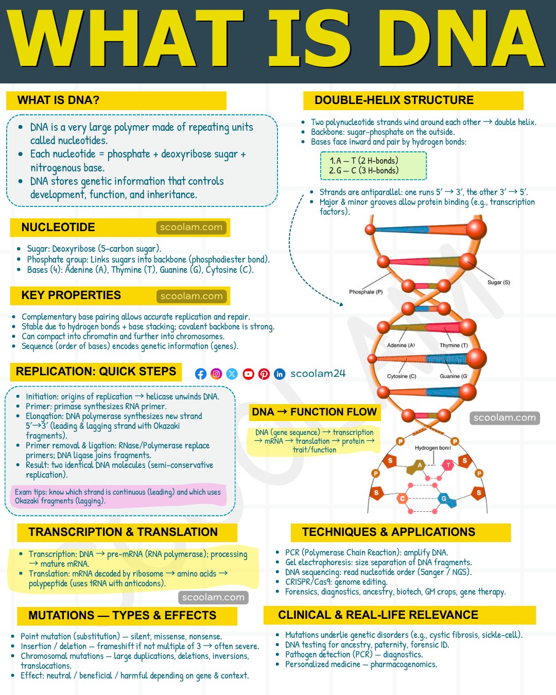 Scoolam - Every cell in your body carries a 4-letter code that decides ...