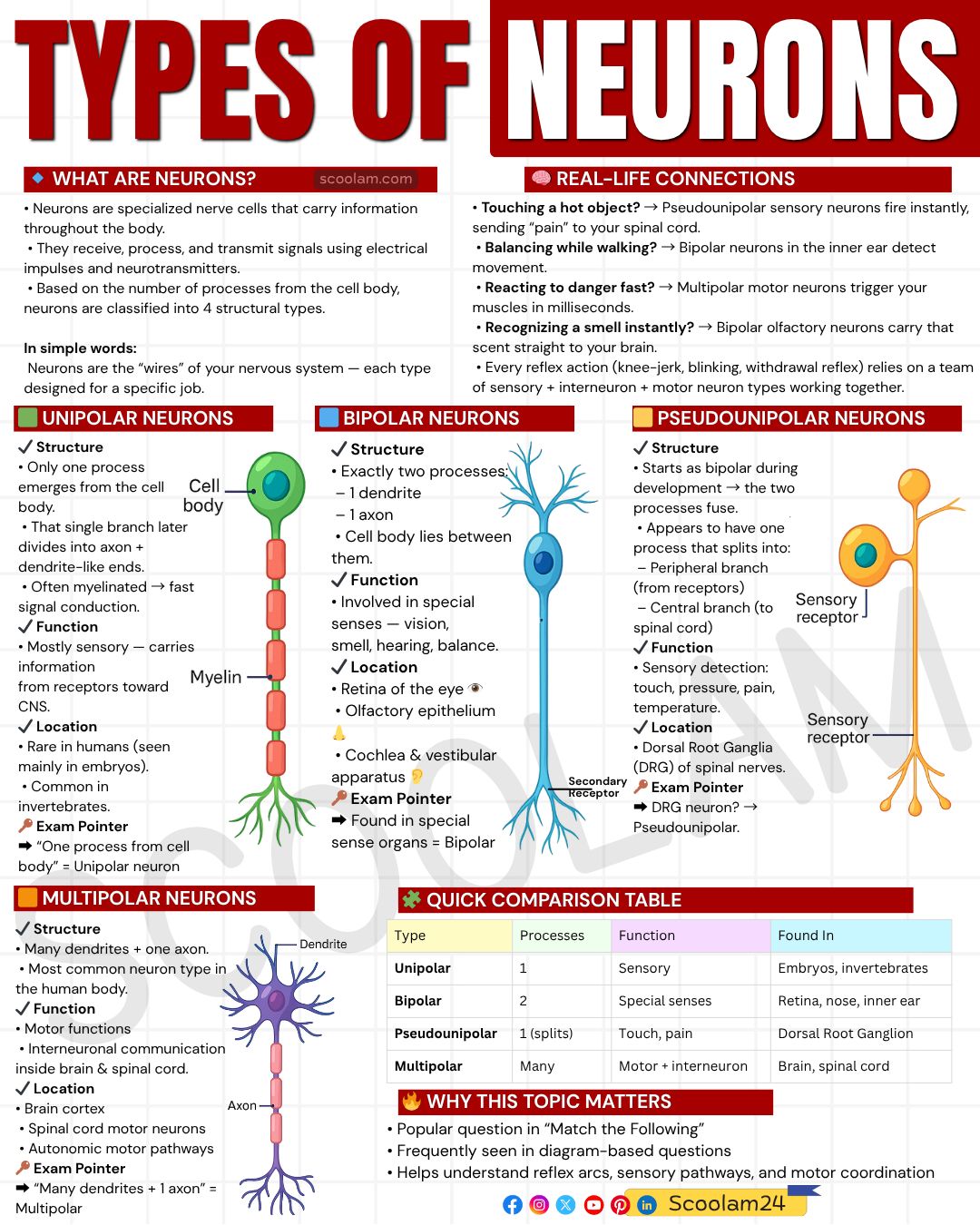 Scoolam - I still remember the first time I learned about neurons… I ...