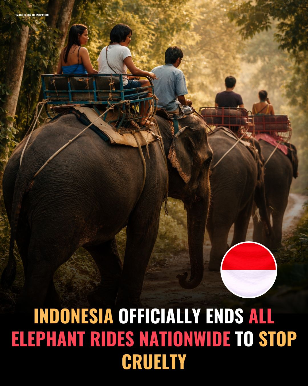 PawsMint - All elephant rides are finally over, and it means freedom ...