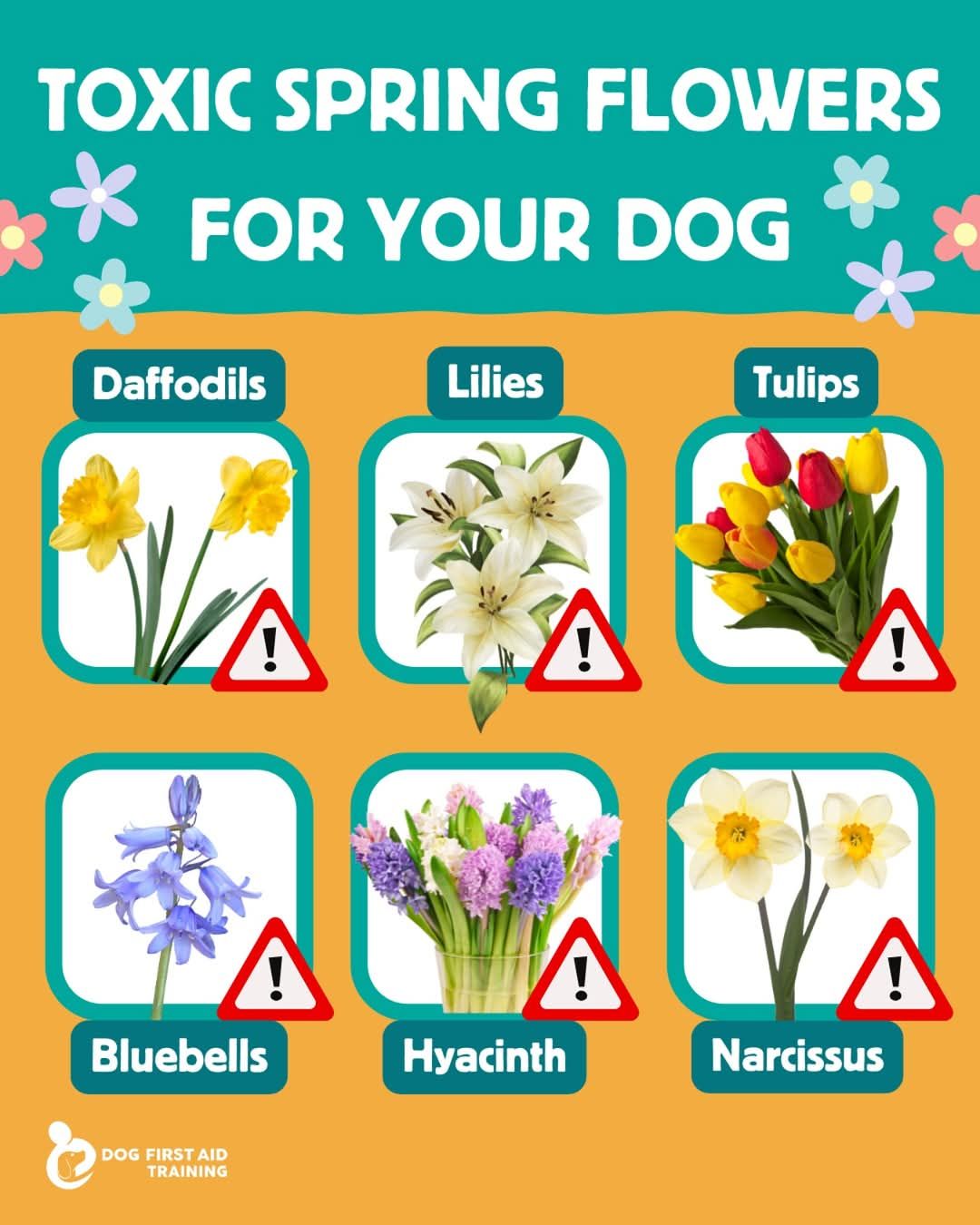 Picture of Dog - ⚠️🌷TOXIC FLOWERS TO DOGS IN SPRING🌷⚠️ DAFFODILS & NARCISSUS 🌼 The ...