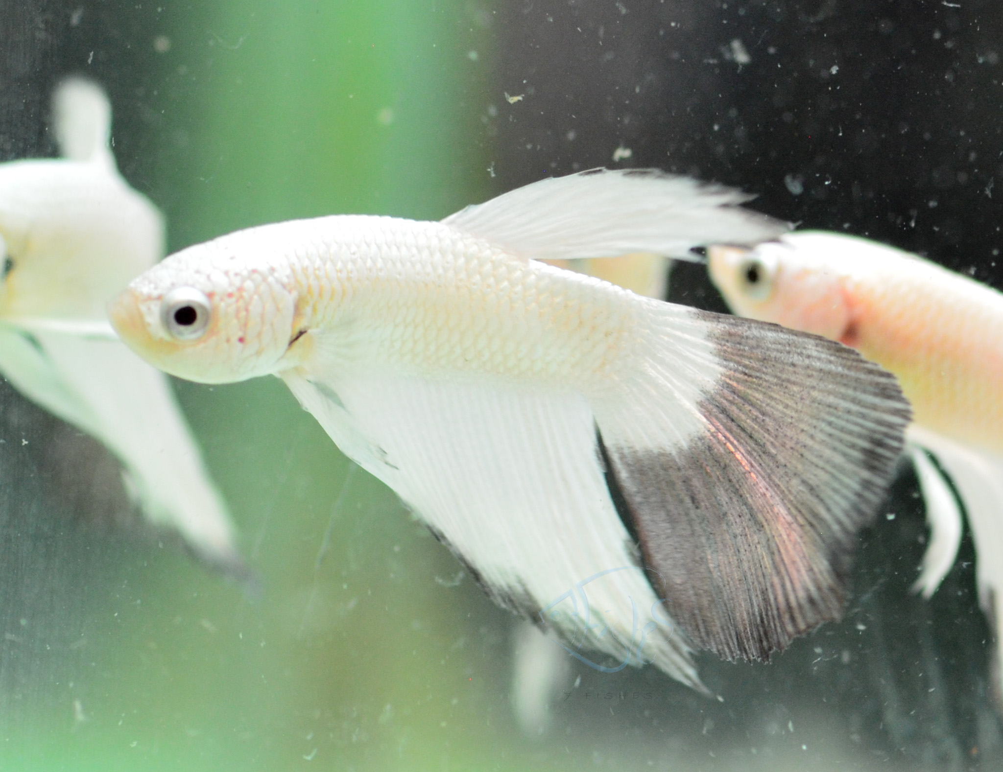 Seven Fishs - 🌟 For Fans of Copper Rim Bettas – Now in... | Facebook