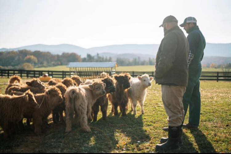 Rob Miniature Cattle Ranch