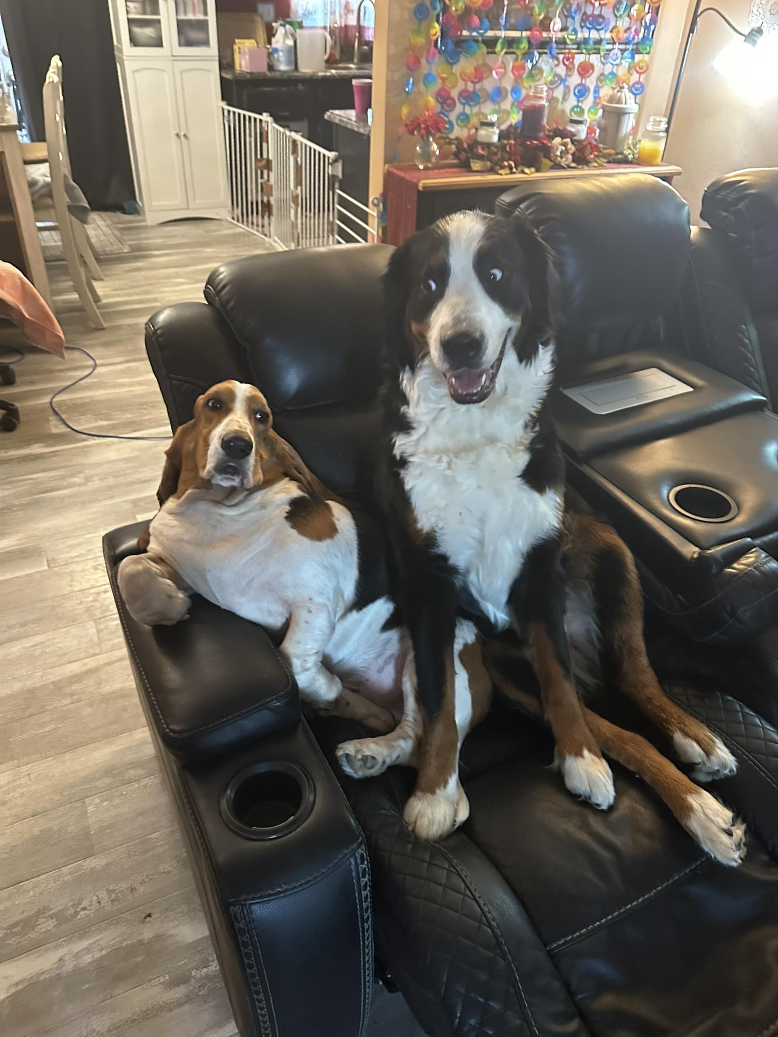 Basset - Sissy may be twice my size and four times my height, but she ...