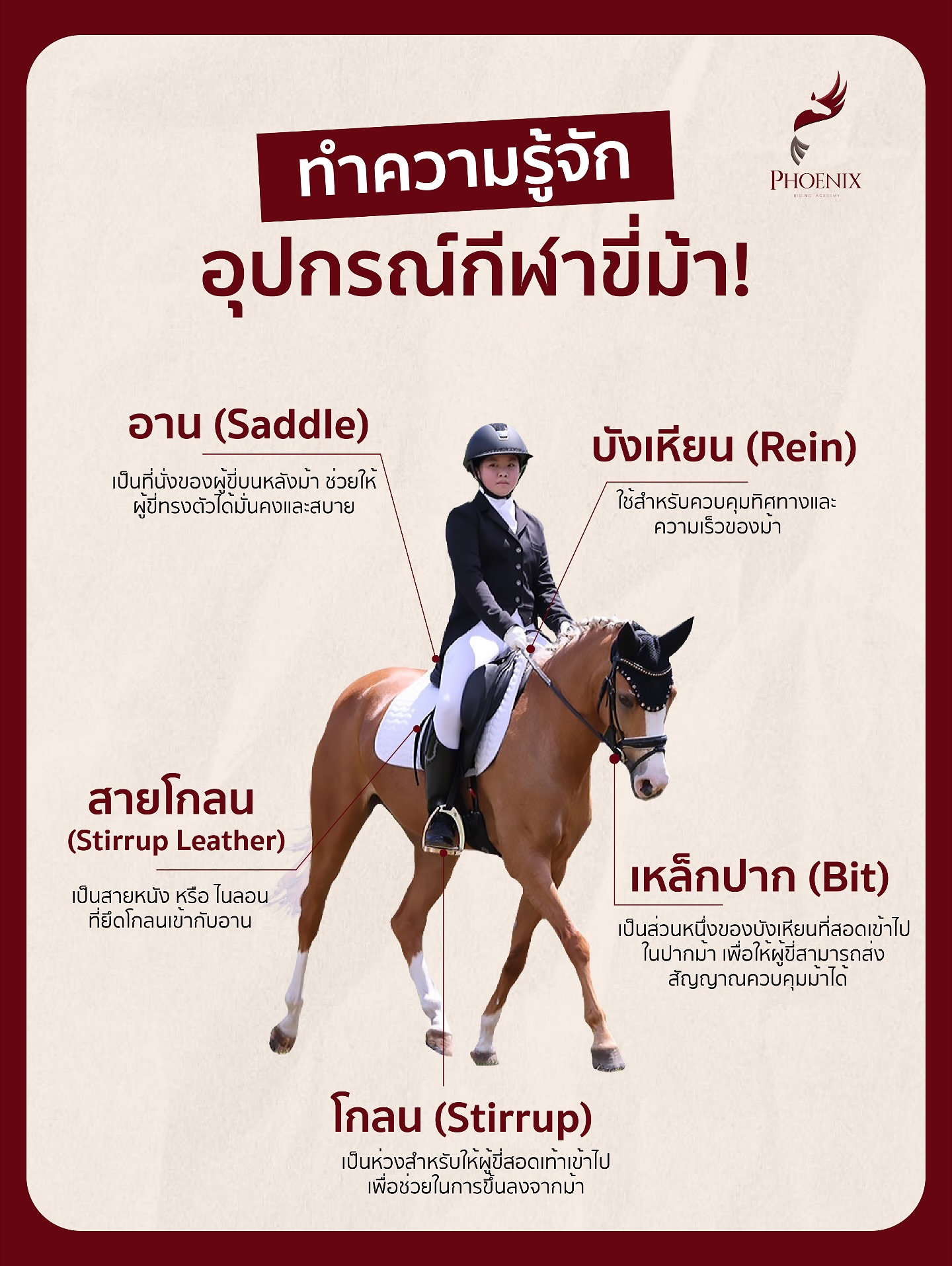มาทำความรู้จักอุปกรณ์ขี่ม้ากัน!🐴... - Phoenix Riding Academy | Facebook