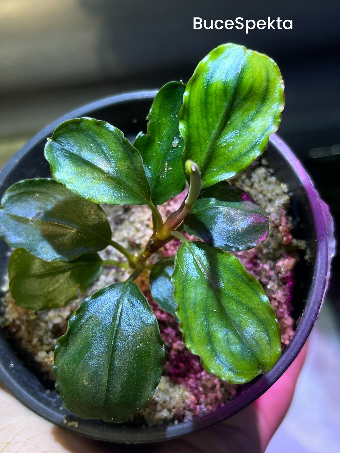 水草 Bucepharandra sp from Kota Baru selatan 水草 Bucepharandra sp from Kota Baru selatan Bucephalandra sp