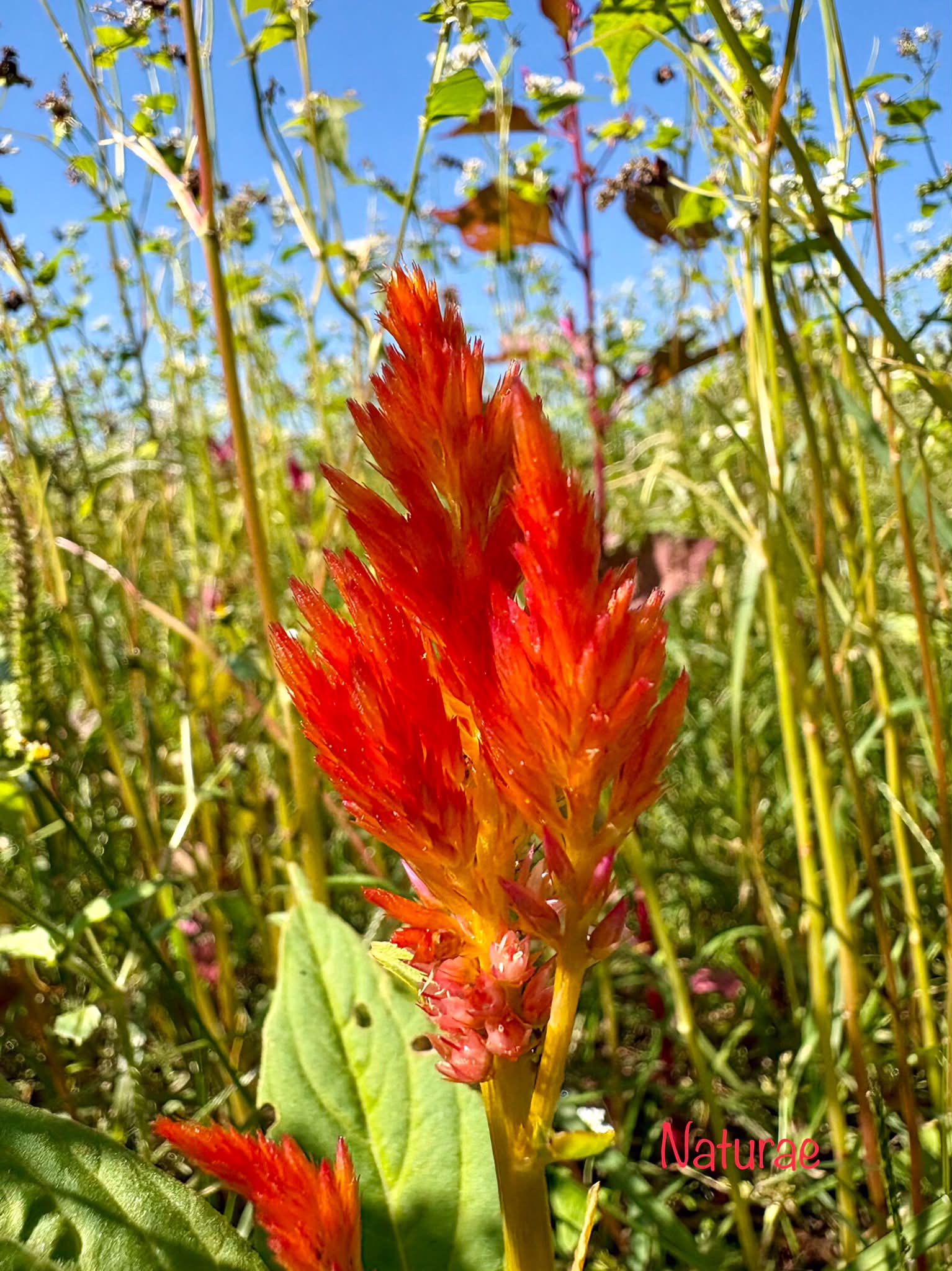 午後の空気に、花のような明るさを。🤗 May the afternoon carry the