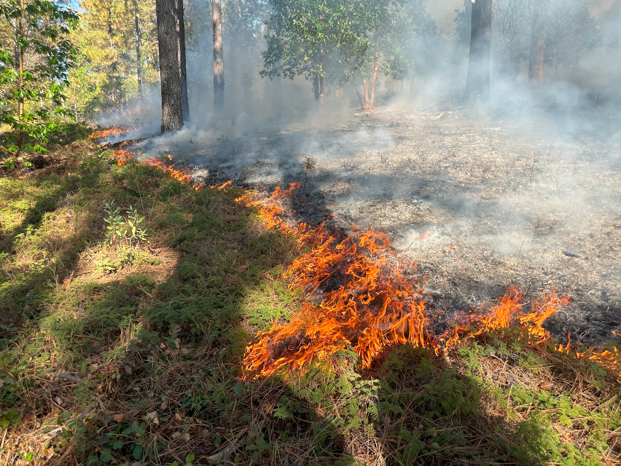 The Good Fire Training Network | Truckee CA