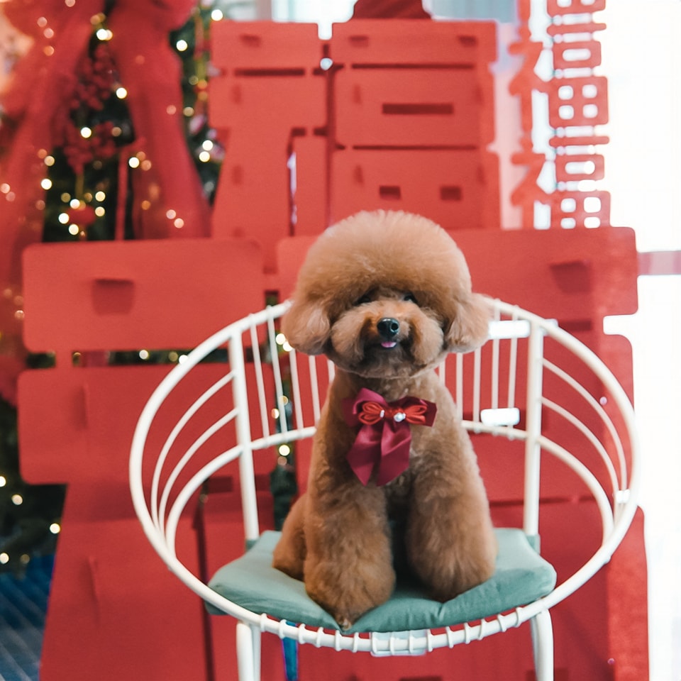 The Fox Butler Pet Lifestyle Store | Bayan Lepas