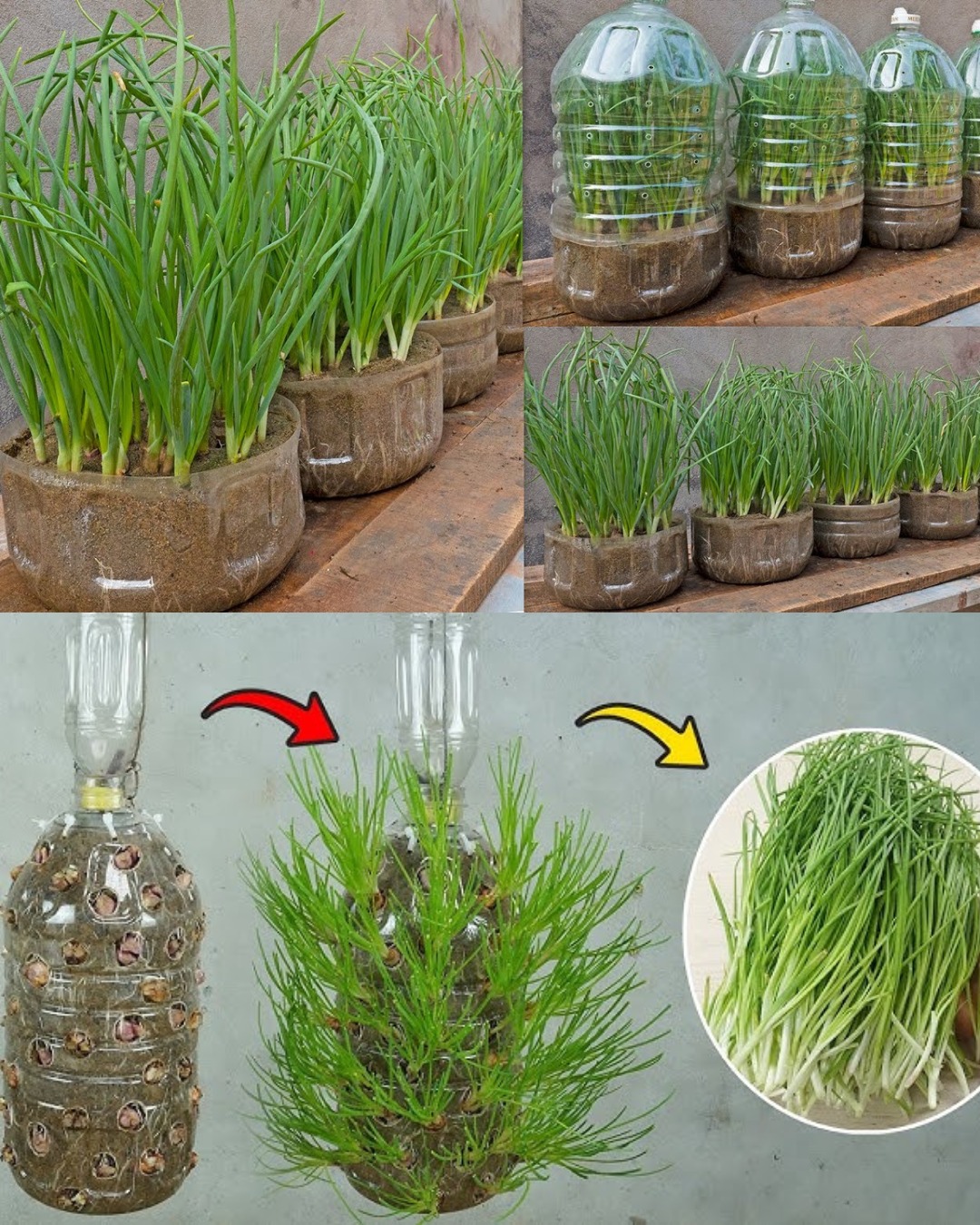 erdbeeren aufbewahren glas Bio-Früchtetee Erdbeer-Lime | Besser im | Loser Erdbeer-Limetten Tee | 100% natürliche Zutaten | Geschenkidee Aloe Vera Dranken Kartoffel-Lager 5,5 l – Größe:50