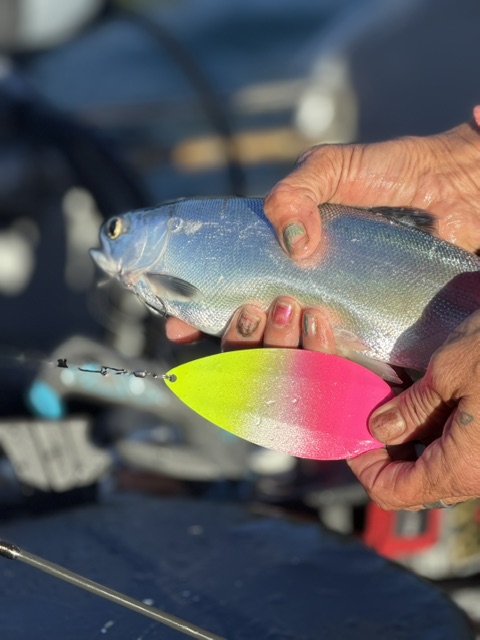 berkley c-series crappie pro spinning rod & reel combo BnM Bucks Graphite 6ft 2pc SKU:FXS60MC2 Replying to @Billyd1897 the ready fishing combination thats Luck E Strike