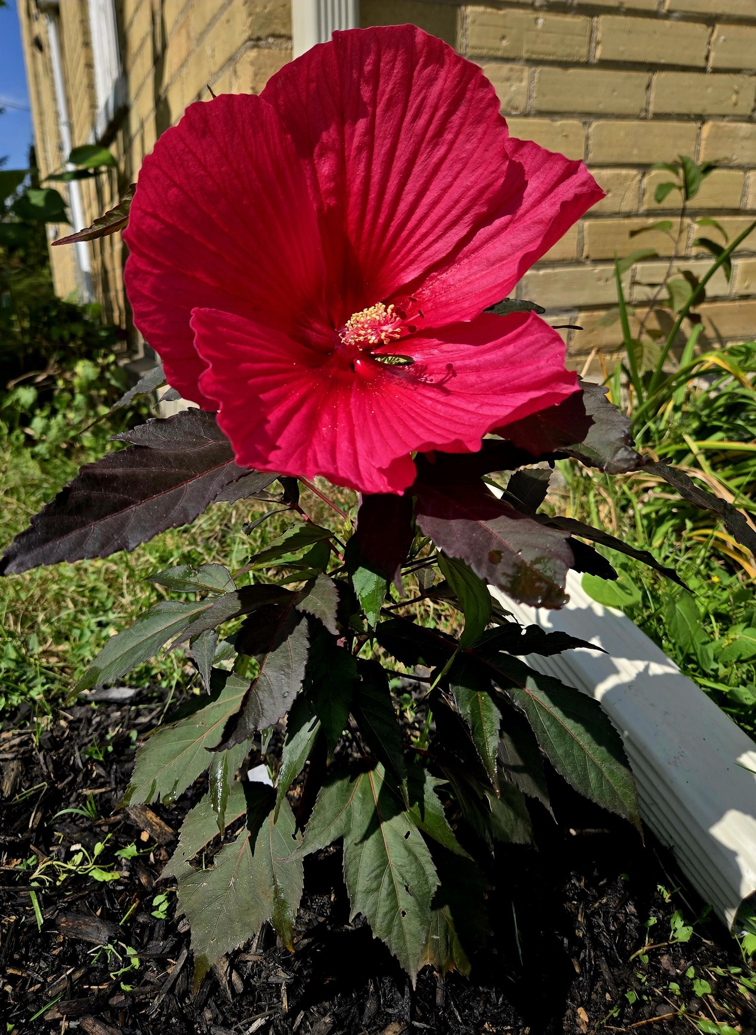 First bloom, planted 2026