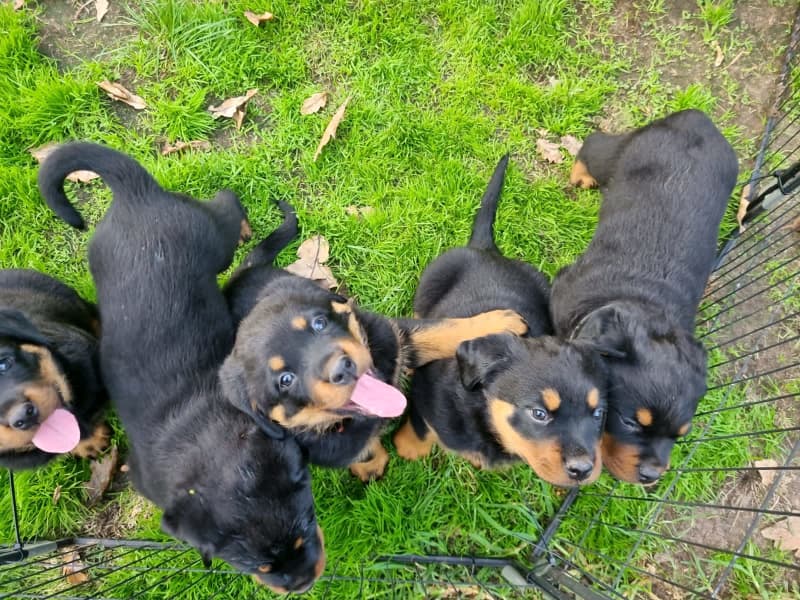 Purebred Rottweiler Puppies | Gordon's Bay