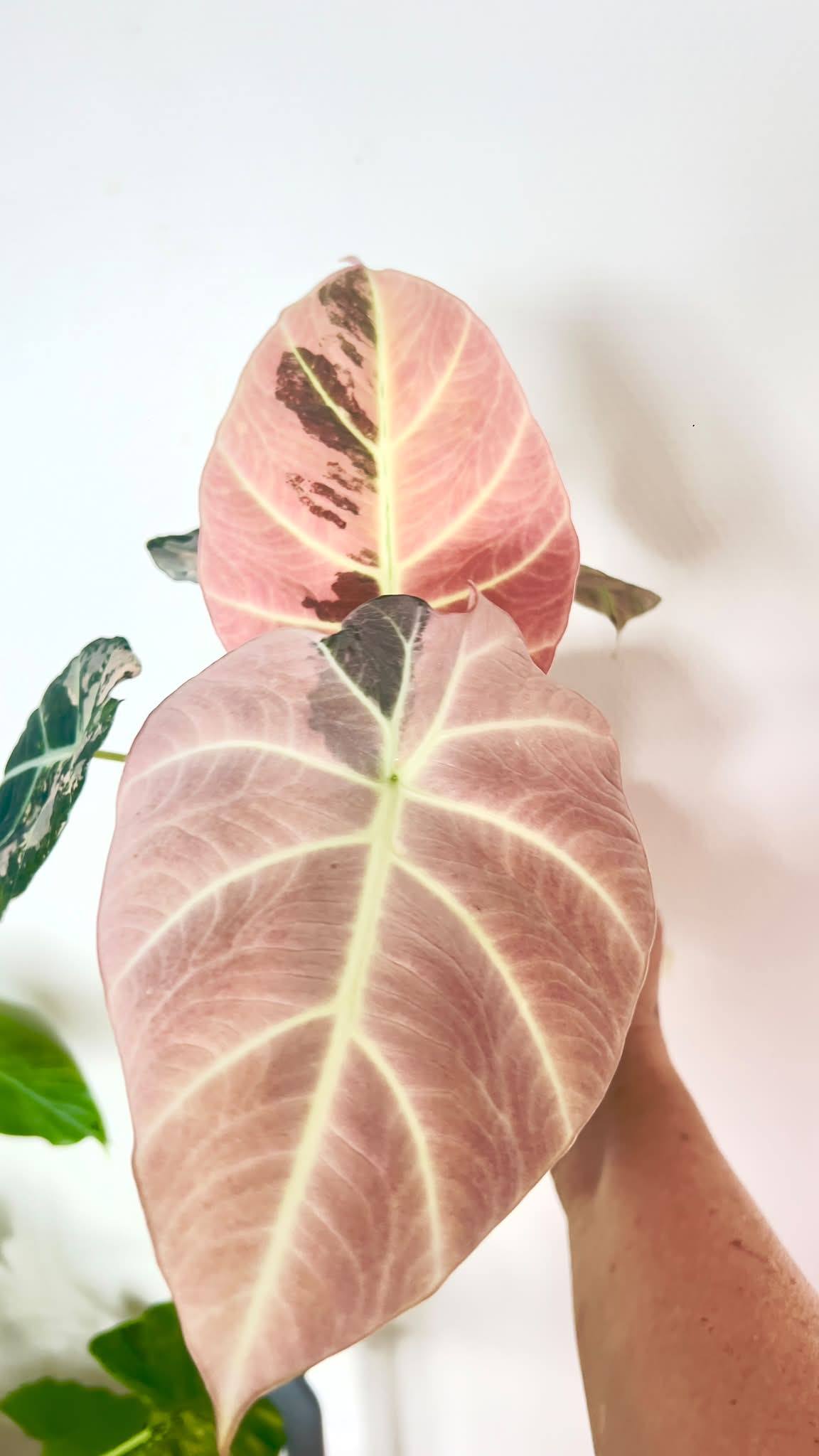 FULL PINK ✨💖✨ “ Alocasia Serendipity Variegated 🖤💖💕