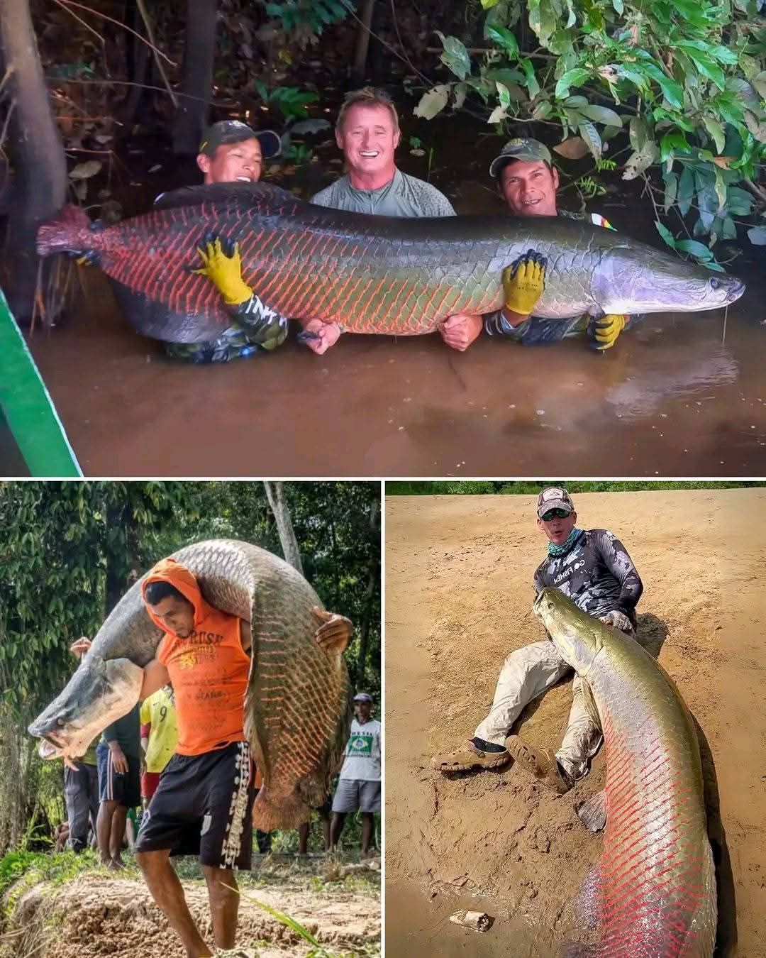 The Arapaima, a prehistoric giant native to the Amazon, is one of the world's largest freshwater fish, reaching 400-pounds and lengths of up to ten feet. These air-breathers are famous for their