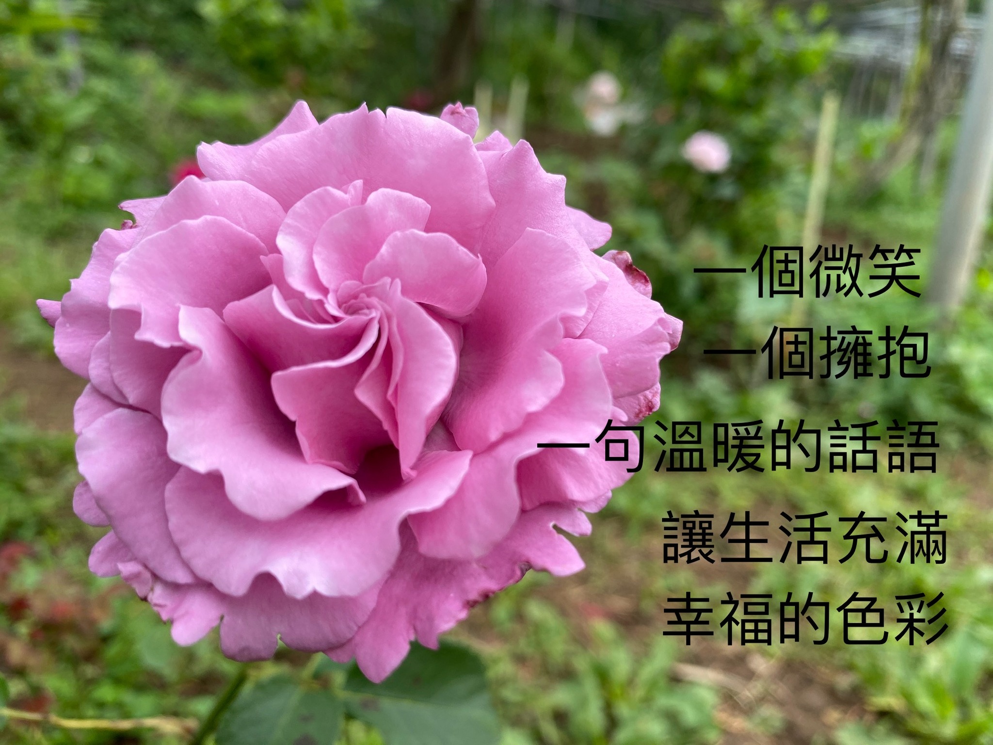 分子的呢喃