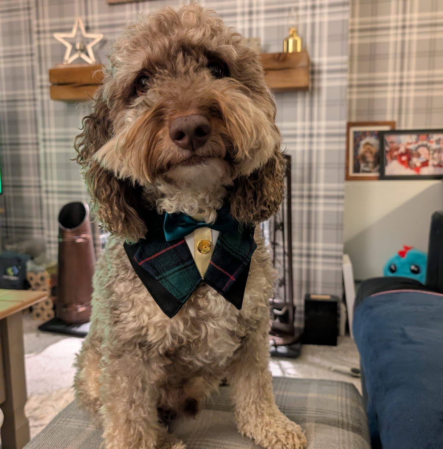The adventures of Mr Brodie Well It’s Christmas ! | Brodie the Cockapoo ...