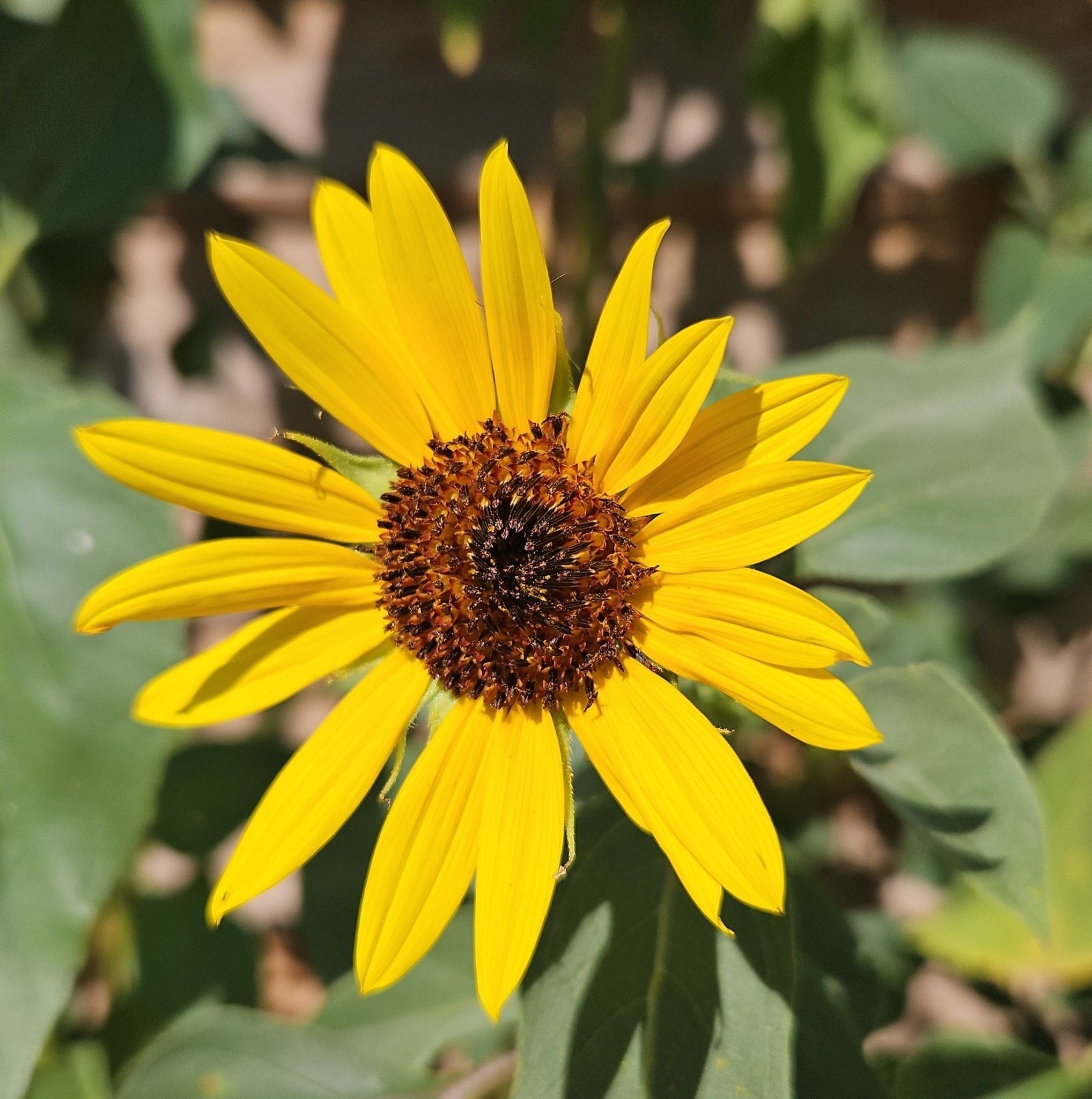 A Prime Example of why we Grow in Harmony with Mother Nature! 🐝 🌼 here ...