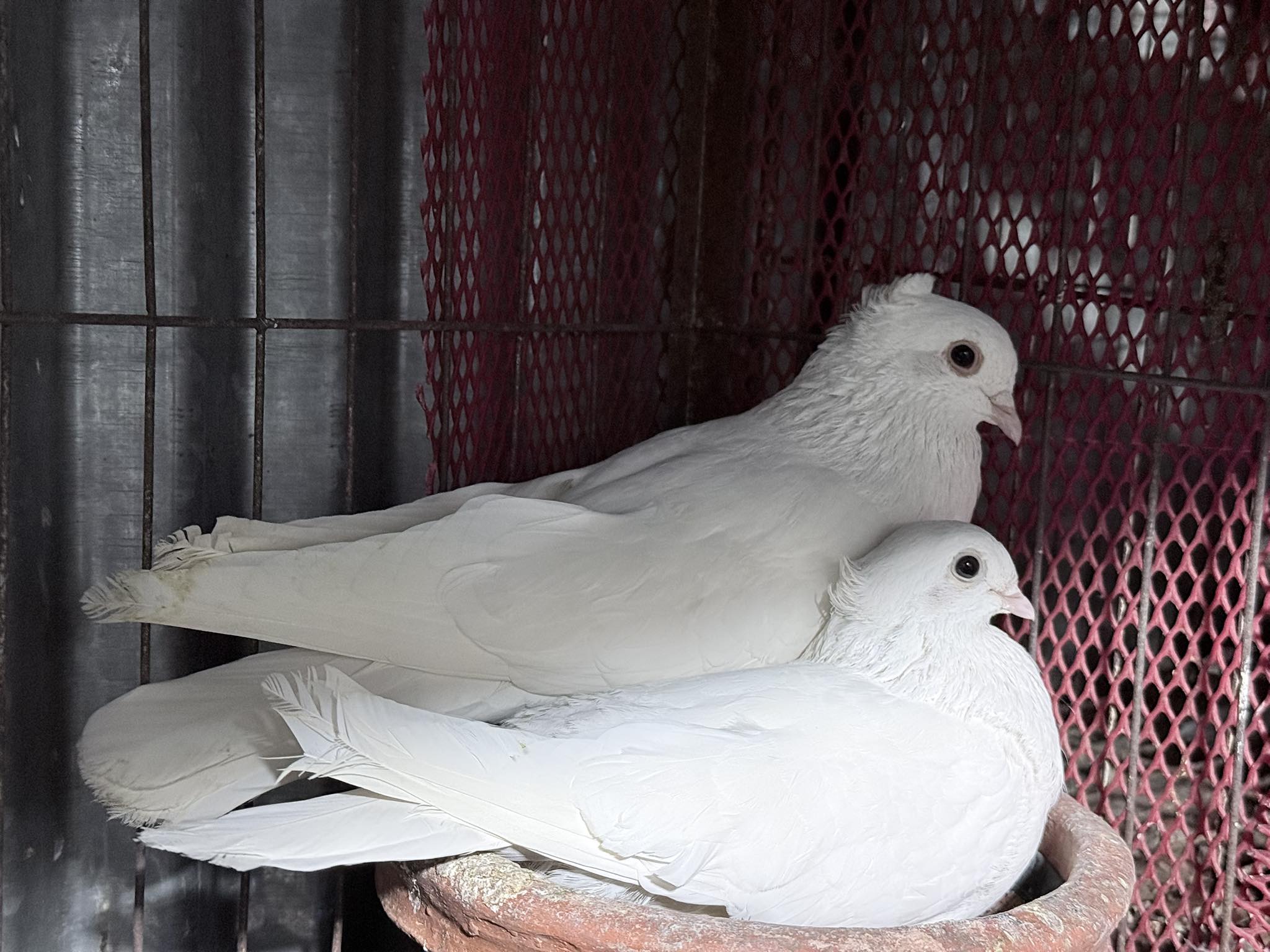 Pigeon Lover REDOY | Dhaka