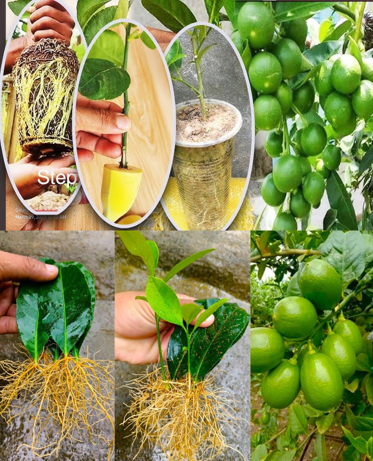 Best - 🍋 Simple way to grow lemon plant at home from leaves || How to ...